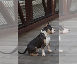 American Bully Puppy for sale in GRAND RAPIDS, MI, USA