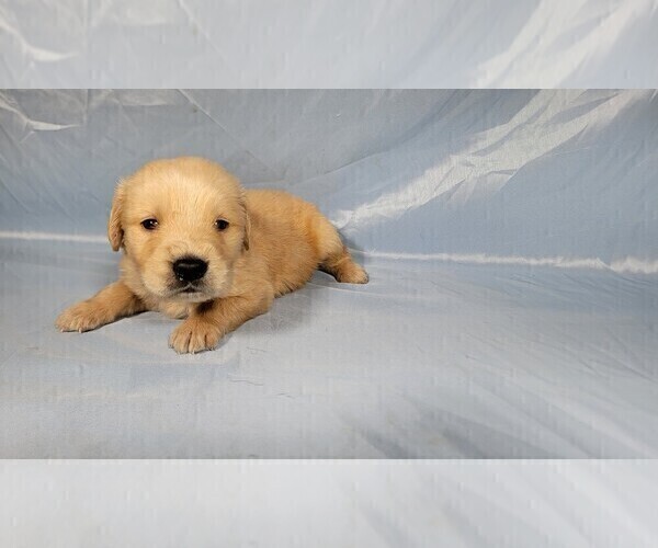 Medium Photo #4 Golden Retriever Puppy For Sale in FALCON, CO, USA