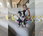Small #1 American Pit Bull Terrier Mix