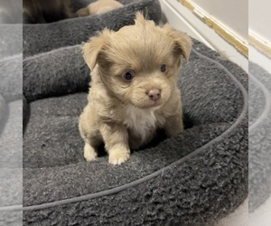 Australian Shepherd-Pomeranian Mix Puppy for sale in VISALIA, CA, USA