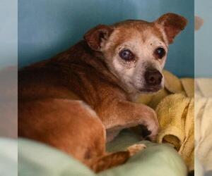 Chihuahua-Unknown Mix Dogs for adoption in San Antonio, TX, USA