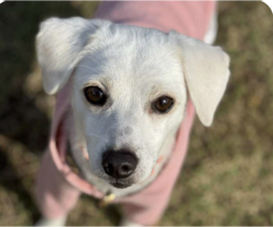 Mutt Dogs for adoption in San Ramon, CA, USA