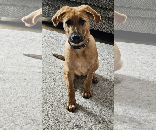 Medium Photo #5 Labrador Retriever-Unknown Mix Puppy For Sale in Germantown, OH, USA