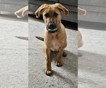 Small #4 Labrador Retriever Mix