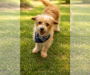 Norfolk Terrier-Unknown Mix Dogs for adoption in Phoenix, AZ, USA