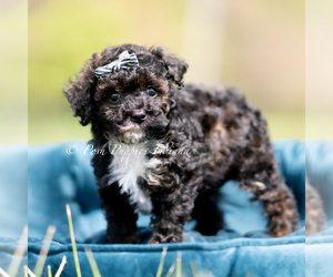 Medium Poodle (Toy)