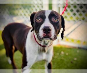 American Pit Bull Terrier Dogs for adoption in Orlando, FL, USA