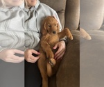 Small Photo #3 Golden Retriever Puppy For Sale in DENTON, TX, USA