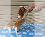 Small Photo #3 Cavalier King Charles Spaniel Puppy For Sale in DUNNVILLE, KY, USA