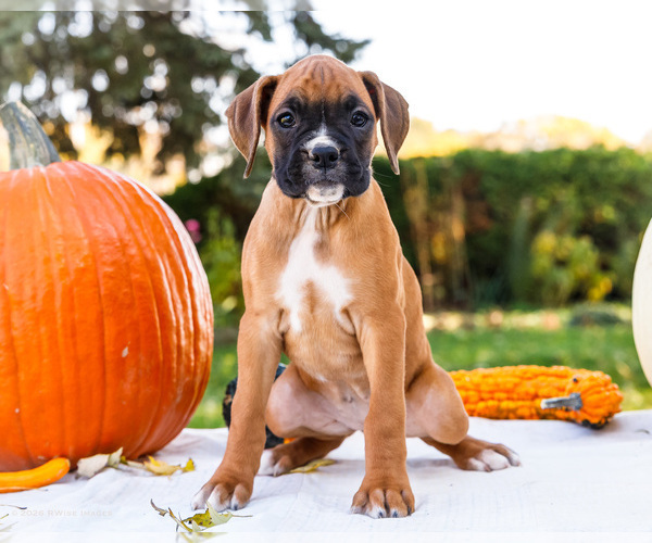 Medium Photo #3 Boxer Puppy For Sale in WAKARUSA, IN, USA