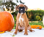 Small Photo #40 Boxer Puppy For Sale in WAKARUSA, IN, USA