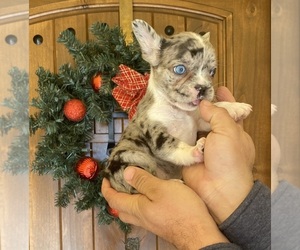 French Bulldog Puppy for sale in MORENO VALLEY, CA, USA