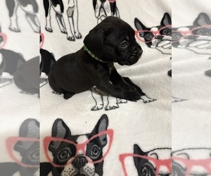 Medium Cane Corso