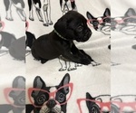 Puppy Dark Green Cane Corso