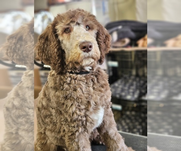 Medium Photo #6 Double Doodle Puppy For Sale in JEDDO, MI, USA
