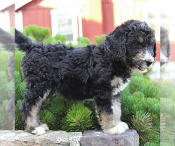 Medium Photo #5 Miniature Australian Shepherd-Poodle (Standard) Mix Puppy For Sale in BLAIN, PA, USA