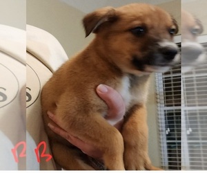 Mutt Dog for Adoption in CADDO MILLS, Texas USA