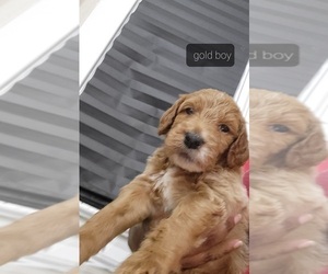 Goldendoodle-Poodle (Standard) Mix Puppy for sale in CLEVELAND, OH, USA