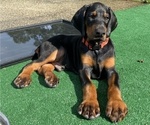 Puppy 2 Doberman Pinscher