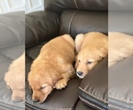 Small Photo #5 Golden Retriever Puppy For Sale in STOCKTON, CA, USA