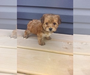 Morkie Puppy for sale in LAPEER, MI, USA