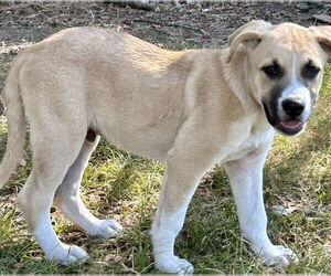 Black Mouth Cur-Unknown Mix Dogs for adoption in Okolona, MS, USA