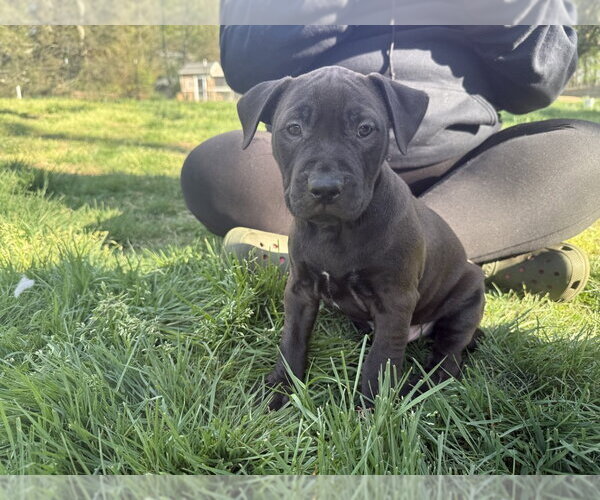 Medium Photo #3 Mutt Puppy For Sale in Wenonah, NJ, USA