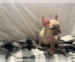Small #5 French Bulldog