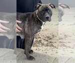Small #5 American Pit Bull Terrier-American Staffordshire Terrier Mix