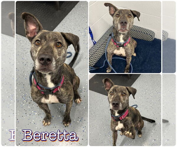 Medium Photo #1 American Staffordshire Terrier-Unknown Mix Puppy For Sale in Pierceton , IN, USA