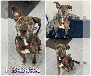 American Staffordshire Terrier-Unknown Mix Dogs for adoption in Pierceton , IN, USA