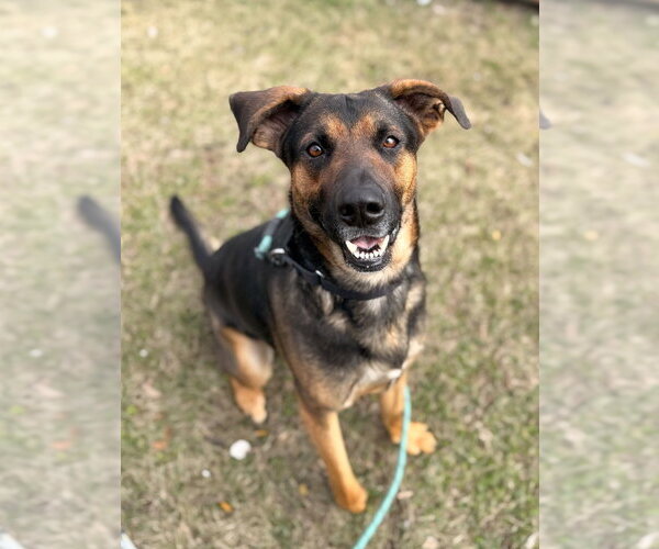 Medium Photo #8 Mutt Puppy For Sale in Elmsford, NY, USA