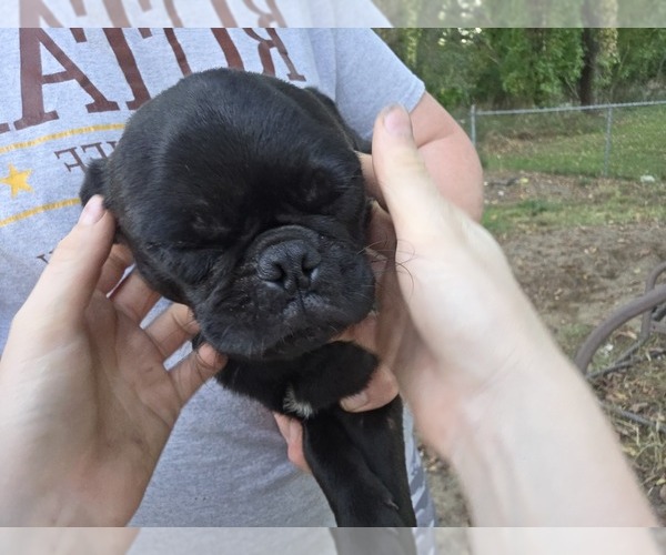 Medium Photo #2 Pug Puppy For Sale in HILLSDALE, MI, USA