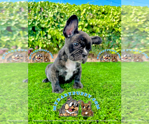 French Bulldog Puppy for sale in SAN DIEGO, CA, USA