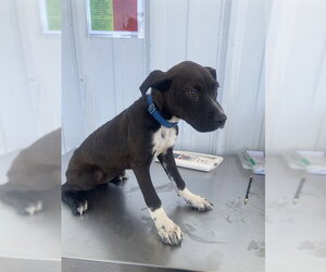 Mutt Dogs for adoption in Bakersfield, CA, USA