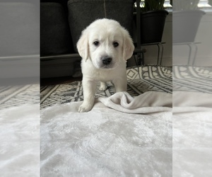 English Cream Golden Retriever Puppy for sale in N HIGHLANDS, CA, USA
