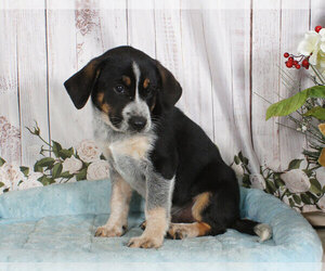 Australian Cattle Dog-Bluetick Coonhound Mix Puppy for sale in PENNS CREEK, PA, USA