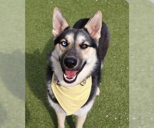 Gerberian Shepsky Dogs for adoption in Rockaway, NJ, USA