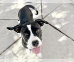 Small Boxer