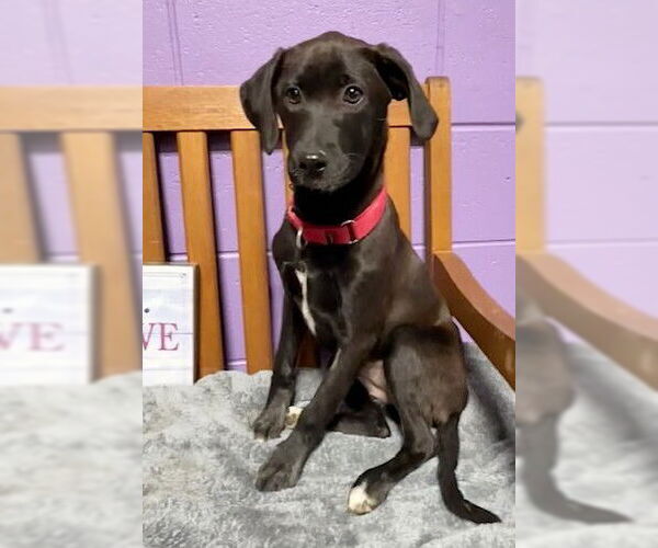 Medium Photo #3 Labrador Retriever-Unknown Mix Puppy For Sale in Genesee, WI, USA