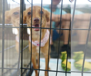 Chihuahua-Unknown Mix Dogs for adoption in Holly Springs, NC, USA