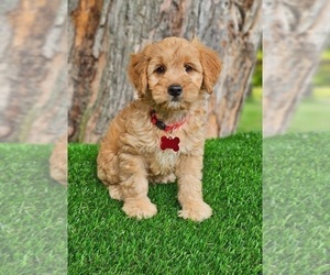 Goldendoodle (Miniature) Puppy for sale in INDIANAPOLIS, IN, USA