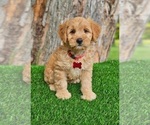 Image preview for Ad Listing. Nickname: Mini Knox