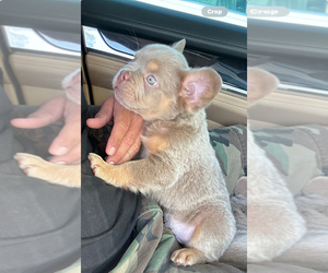 French Bulldog Puppy for sale in BRANDON, FL, USA