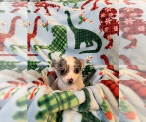 Chihuahua Puppy for sale in AYLETT, VA, USA