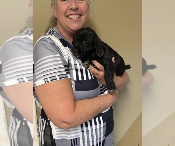 Medium Photo #14 Schweenie Puppy For Sale in DOTHAN, AL, USA