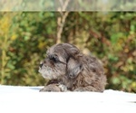 Small #43 ShihPoo