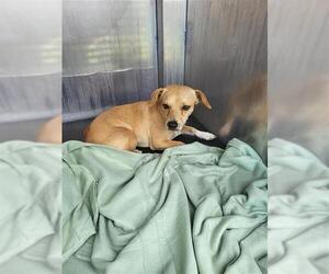 Chihuahua-Unknown Mix Dogs for adoption in San Antonio, TX, USA