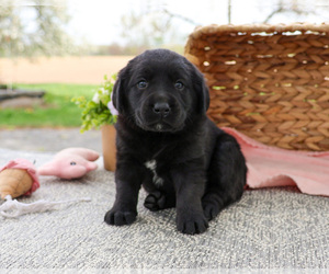 Labrador Retriever Puppy for sale in SYRACUSE, IN, USA