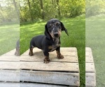 Small #3 Dachshund